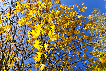 Image showing yellowed maple trees in autumn