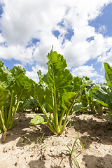 Image showing sugar beet