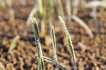 Image showing Green grass close-up