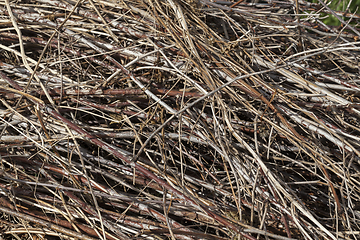 Image showing dry stems weed