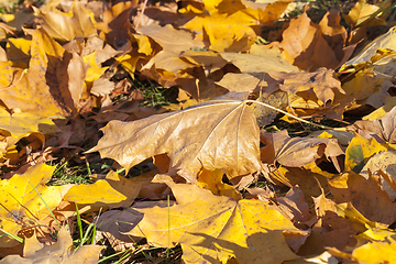 Image showing leaves in autumn park