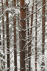 Image showing Trees in the forest in winter