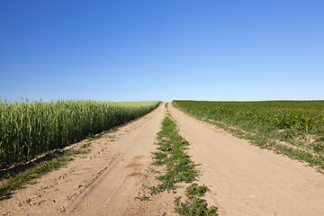Image showing An agricultural field with a crop