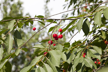 Image showing Harvest of a fruit garden