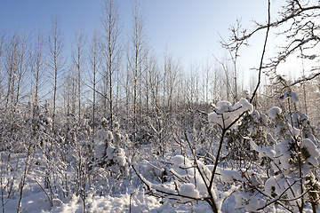 Image showing Trees in winter