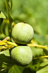 Image showing Walnut on a tree