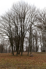 Image showing Maple forest in autumn