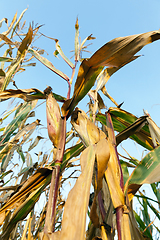 Image showing Field corn, agriculture