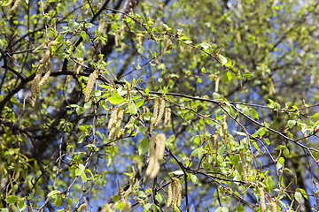 Image showing birch catkins, outdoors