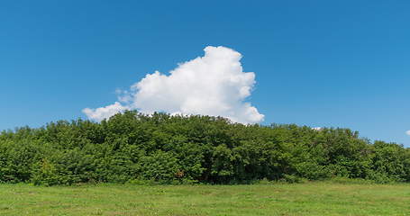 Image showing Landscape of field green grass