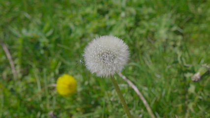 Image showing Nature background with dandelion flower on a green field.