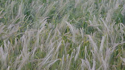 Image showing Fields of wheat at the end of summer fully ripe