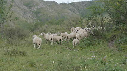 Image showing Group of sheep gazing, walking and resting on a green pasture in Altai mountains. Siberia, Russia