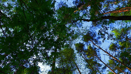 Image showing European mixed forest. Tops of the trees. Looking up to the canopy.