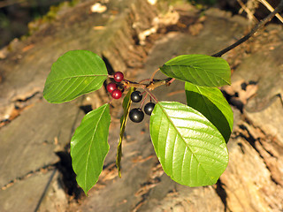 Image showing Red and black berries