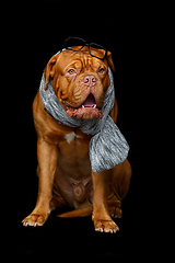 Image showing beautiful bordeaux dogue dog in scarf