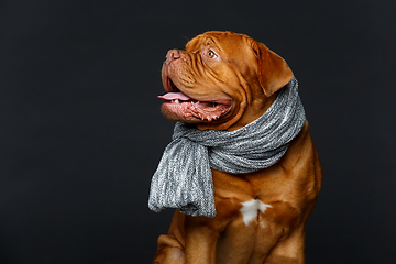 Image showing beautiful bordeaux dogue dog in scarf