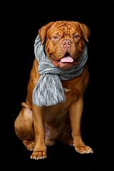 Image showing beautiful bordeaux dogue dog in scarf