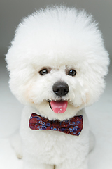 Image showing beautiful bichon frisee dog in bowtie