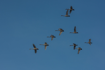 Image showing Beautiful white whooping swans