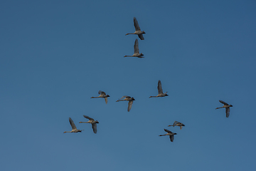 Image showing Beautiful white whooping swans