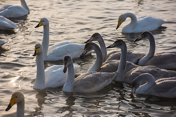 Image showing Beautiful white whooping swans