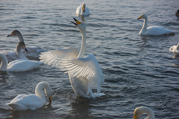 Image showing Beautiful white whooping swans