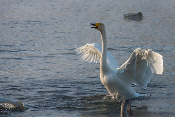 Image showing Beautiful white whooping swans