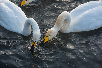 Image showing Beautiful white whooping swans