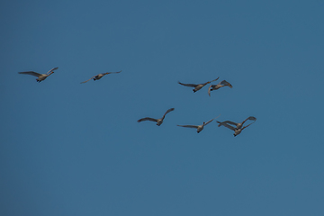 Image showing Beautiful white whooping swans