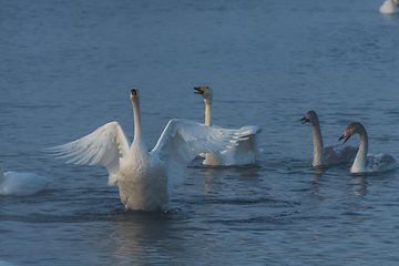 Image showing Beautiful white whooping swans