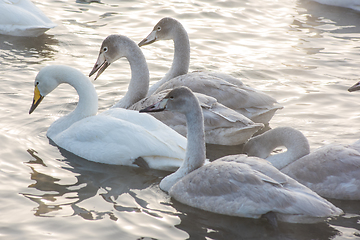 Image showing Beautiful white whooping swans