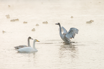 Image showing Beautiful white whooping swans