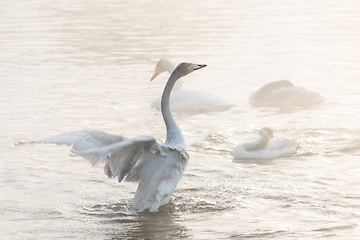 Image showing Beautiful white whooping swans