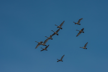 Image showing Beautiful white whooping swans