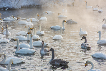 Image showing Beautiful white whooping swans