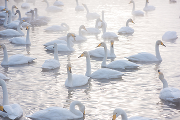 Image showing Beautiful white whooping swans