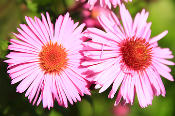 Image showing red beautiful asters in the garden