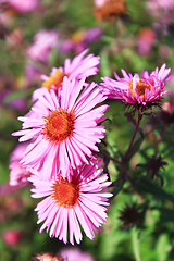 Image showing red asters in the garden