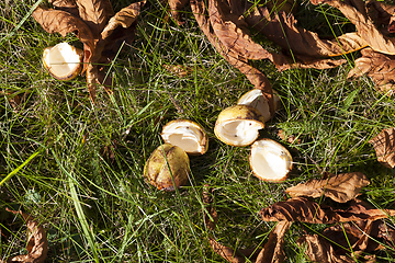 Image showing Leaves on the grass