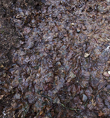 Image showing Rotting foliage of maple