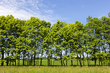 Image showing row of green trees
