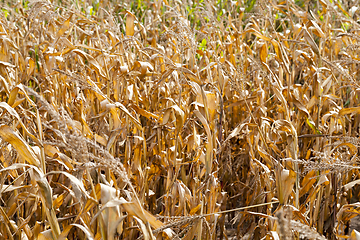 Image showing corn on an agricultural field