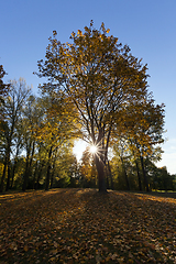 Image showing yellowed maple trees in autumn