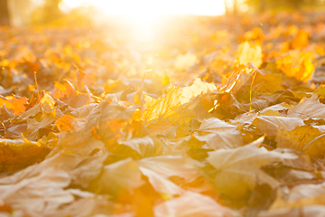 Image showing yellowed maple leaves