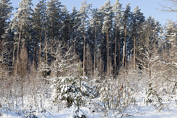 Image showing Snow drifts in winter