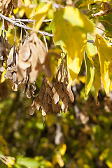 Image showing Yellow maple foliage