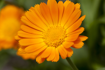 Image showing Flowers of calendula