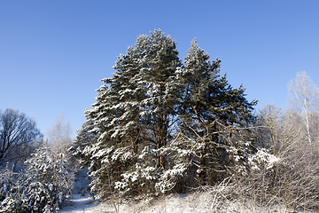 Image showing Winter time