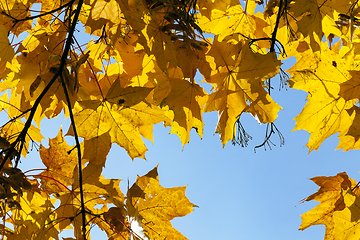 Image showing Maple Park in autumn